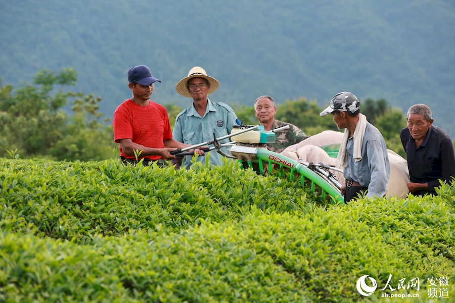 機採夏茶，不僅可以縮短採摘周期，還能保証鮮葉質量。人民網 張俊攝