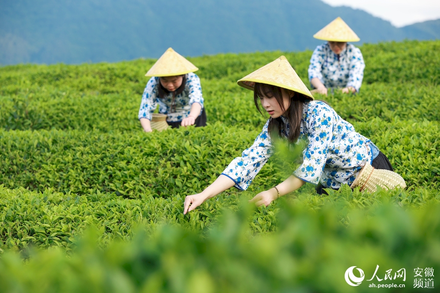 在空中茶园，游客们体验茶叶采摘。人民网 张俊摄