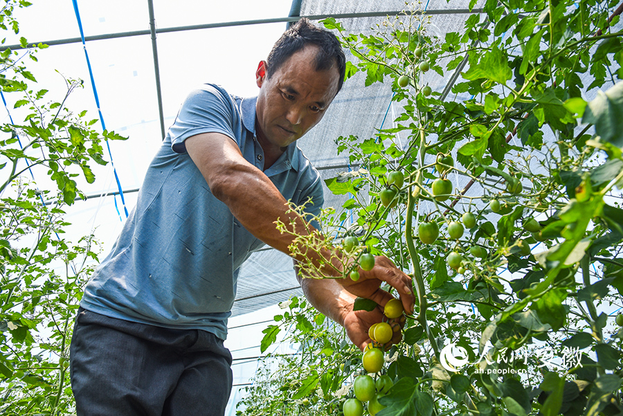 果農正在採摘小番茄。人民網 李希蒙攝