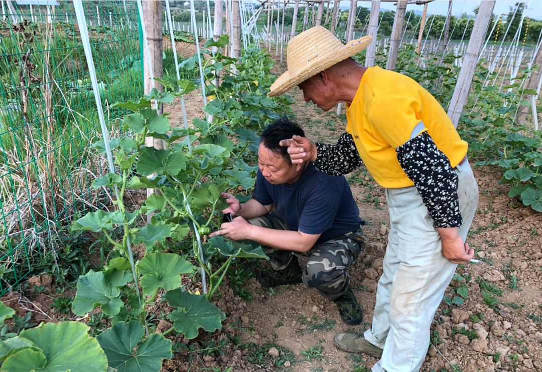 安徽巢湖：瓜蒌园里巧套种