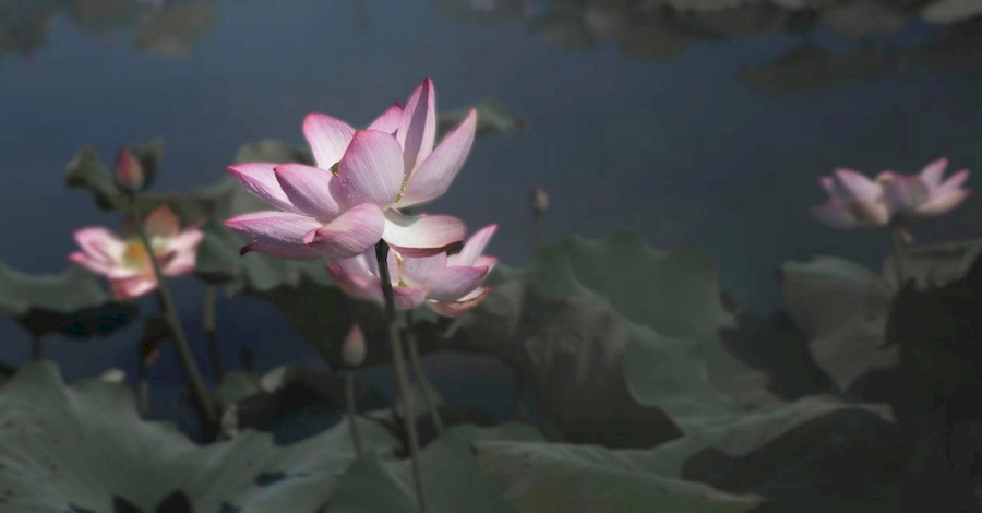 芜湖市湾沚区红杨镇：过雨新荷生水气 诗情画意景色美【3】
