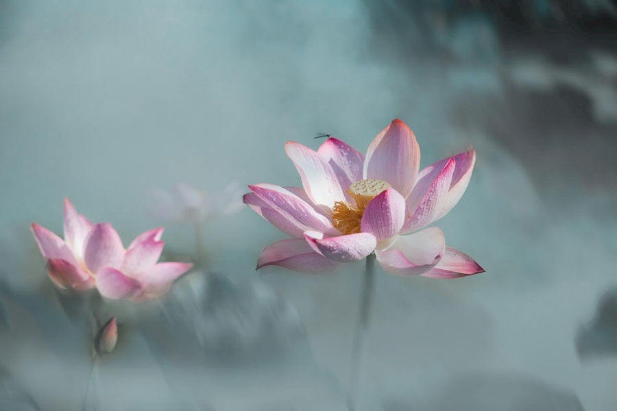 芜湖市湾沚区红杨镇：过雨新荷生水气 诗情画意景色美【4】