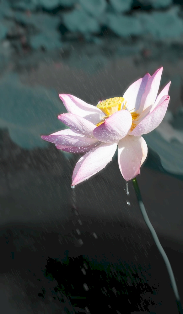 芜湖市湾沚区红杨镇：过雨新荷生水气 诗情画意景色美【6】