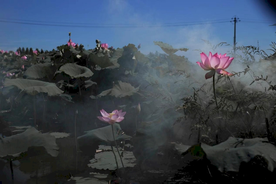 芜湖市湾沚区红杨镇：过雨新荷生水气 诗情画意景色美【9】