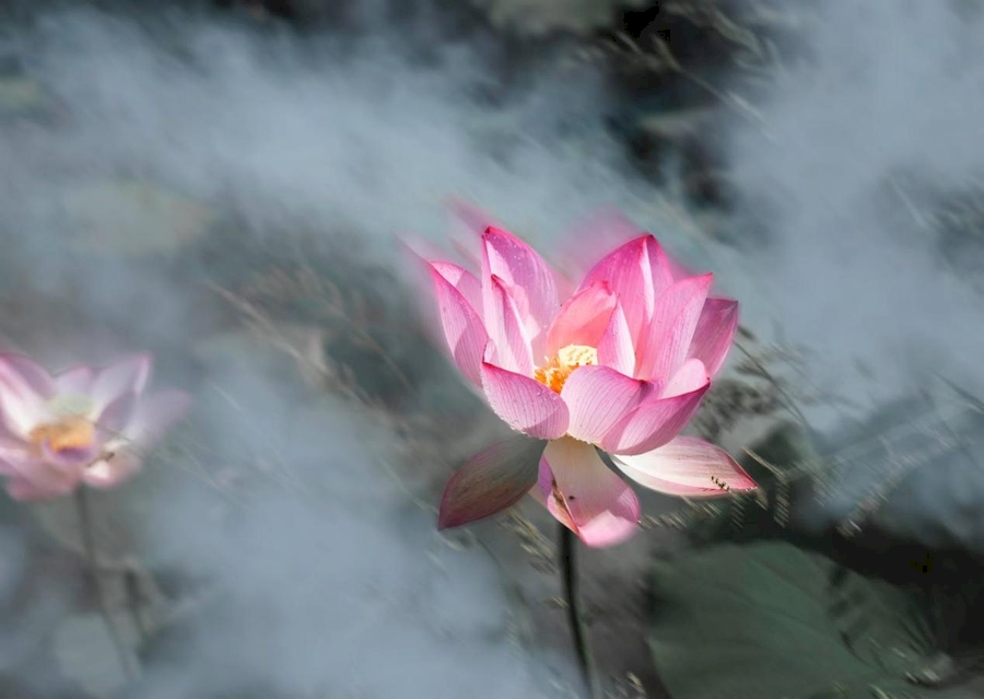 芜湖市湾沚区红杨镇：过雨新荷生水气 诗情画意景色美【11】