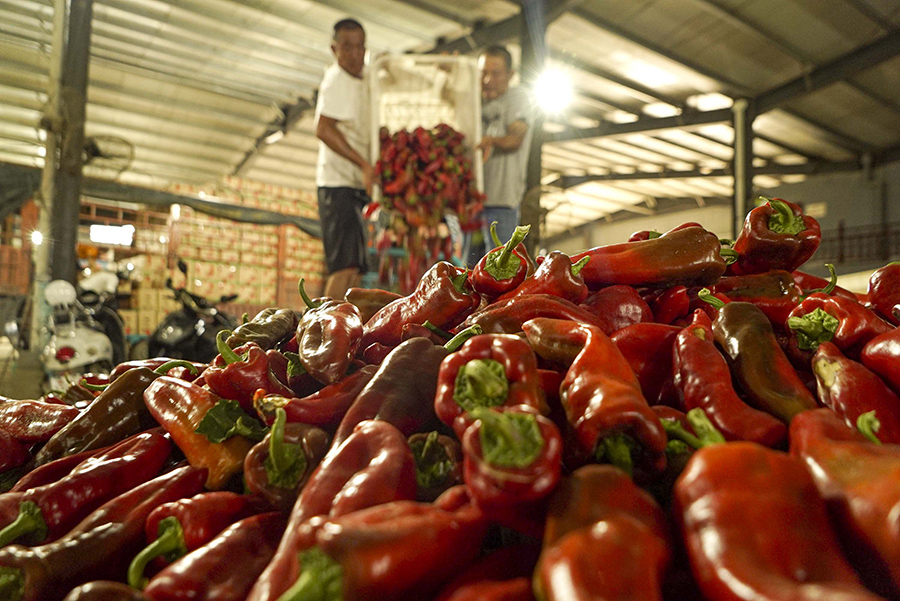 今年市場行情好，農民可以靠著泡椒致富增收。李向前攝