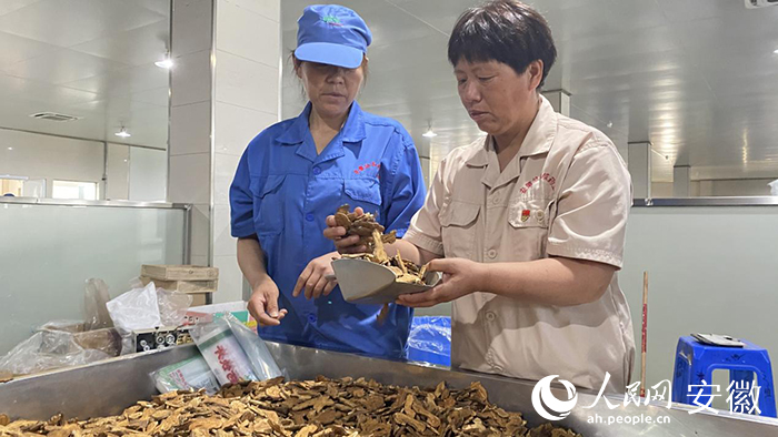 谭艳芳（右一）正对烘烤后的中药切片进行检查。人民网 吕欢欢摄