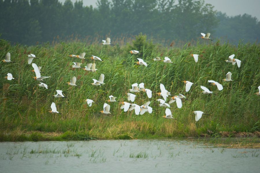 沱湖濕地成為鳥的天堂。李向前攝