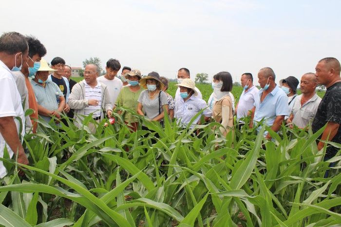 濉溪县举办高素质农民培育玉米夏季田管技术培训班。王化龙供图