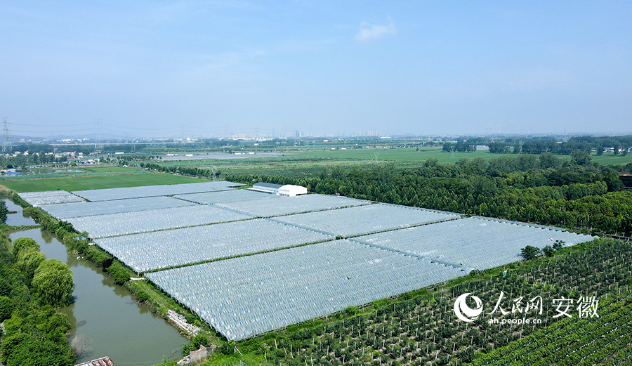 王樓葡萄種植合作社葡萄園。王銳攝