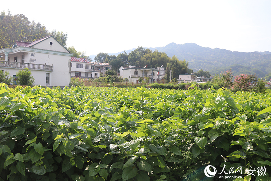 岳西县莲塘村桑叶种植基地。人民网 高飞跃摄