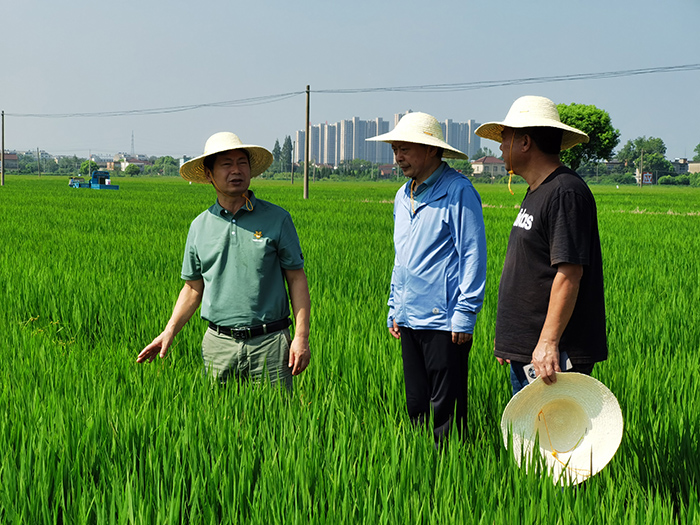 科技特派团实地查看基地水稻长势。
