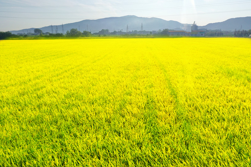 安徽蕪湖繁昌區水稻漸漸成熟，將迎來豐收。魯君元攝