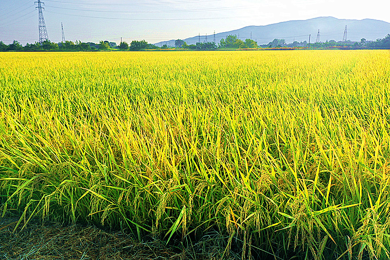 蕪湖市繁昌區水稻漸漸成熟，將迎來豐收。魯君元攝