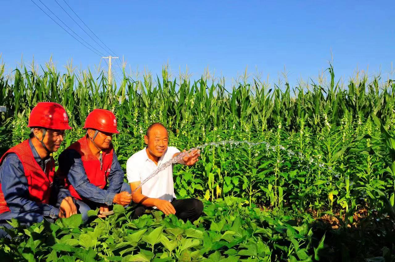 国网界首市供电公司党员服务队和种植“专家”张贵夫使用机井共享电表浇灌玉米地。李波供图