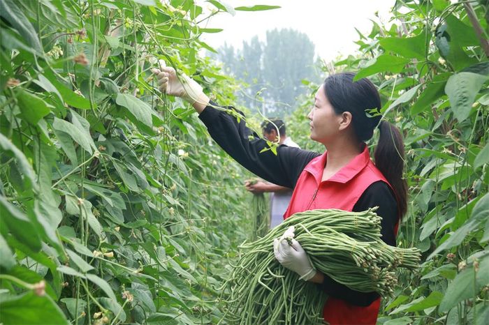 志願者正在幫村民採摘豆角。譙城區古城鎮供圖