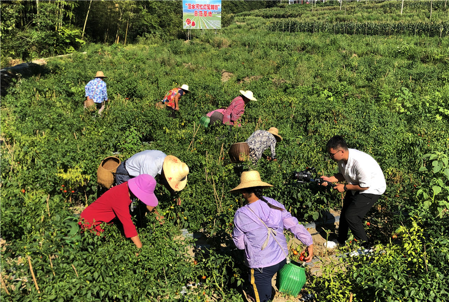 红灯笼丰收的季节，群众正在地里采摘。聂宜星摄