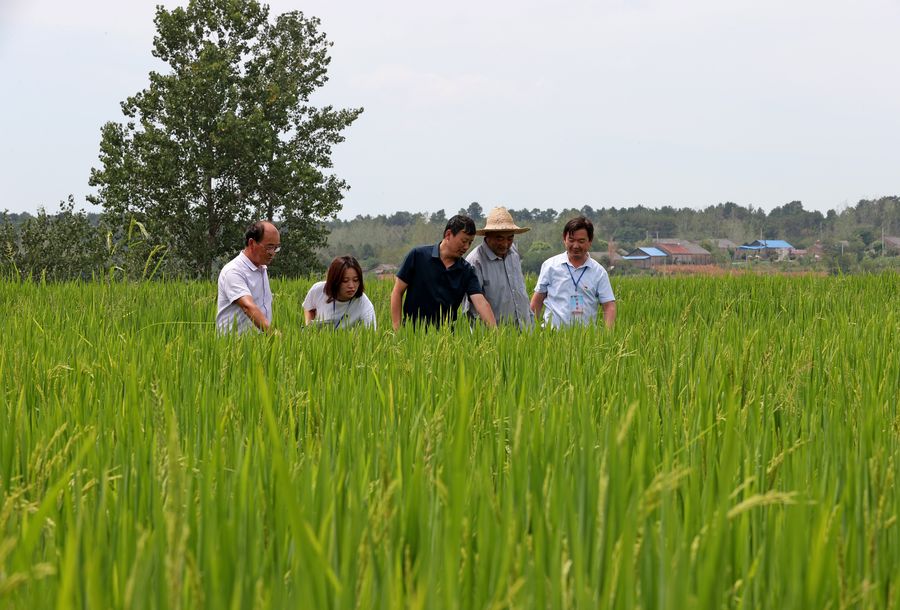 8月22日，全椒縣西王鎮紀委干部在夏集村走訪種糧大戶，了解提水抗旱情況。 沈果攝