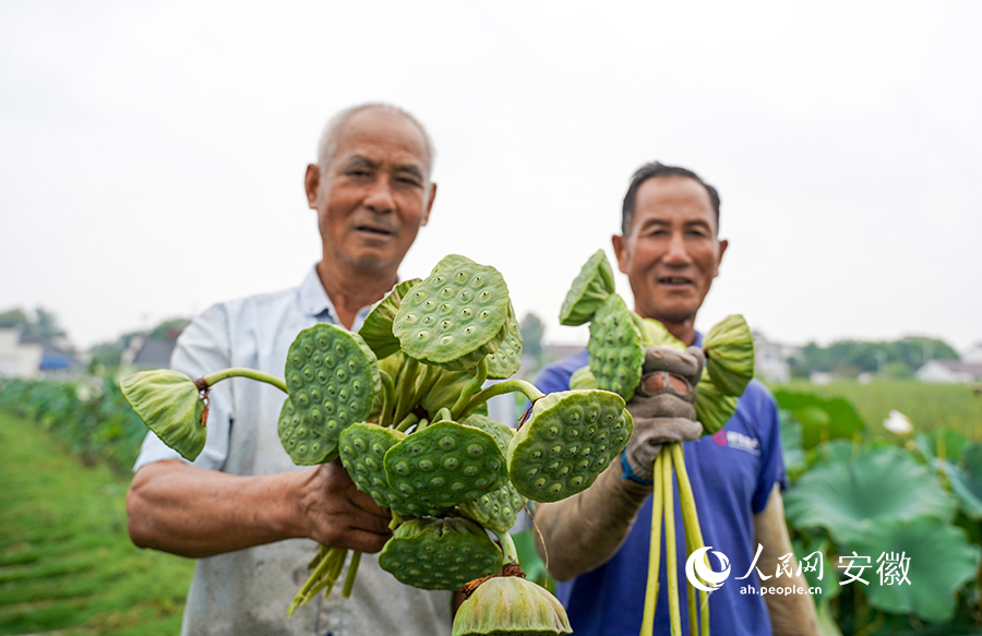 既新鲜又饱满的莲蓬。人民网 王锐摄