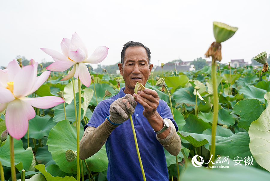 莲农采摘莲蓬。人民网 王锐摄