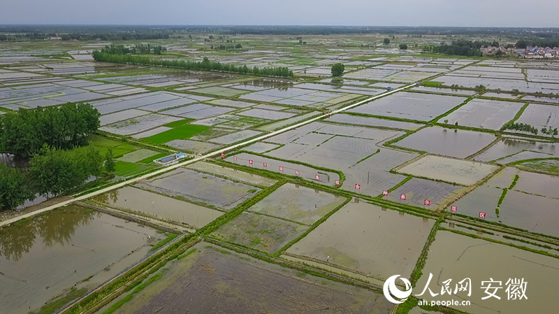 俯瞰霍邱县三流乡万亩稻渔综合种养示范区。人民网 张俊摄