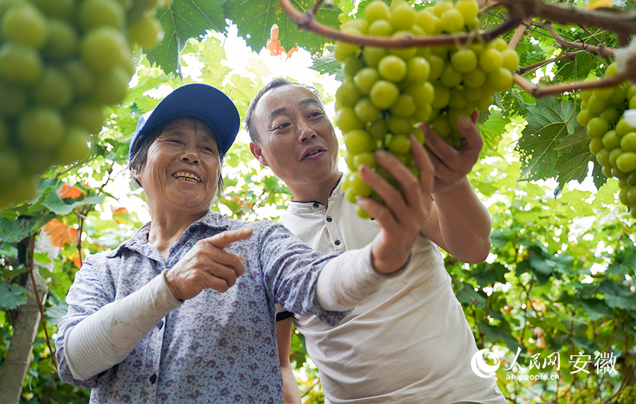 老劉（右一）種植的葡萄正值採摘期。人民網 王銳攝