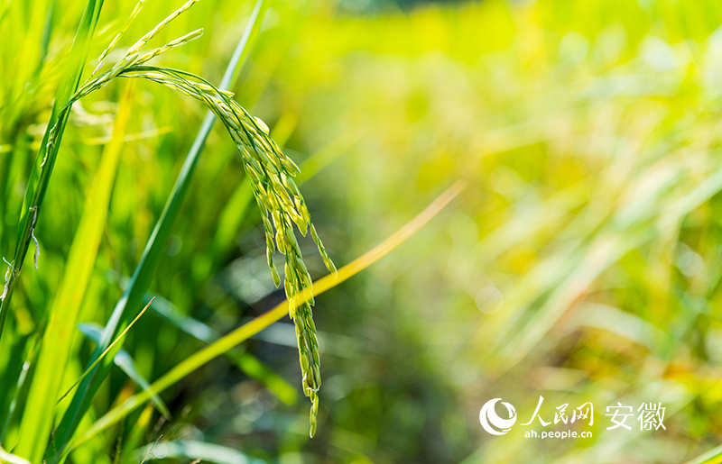 正处抽穗扬花期的高标农田水稻。人民网 王锐摄
