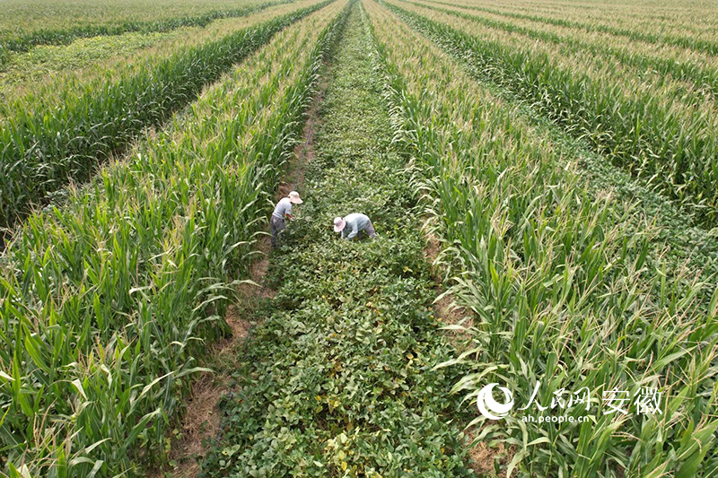 在阜阳市颍泉区闻集镇，大豆、玉米间作模式得到广大农户认可。人民网 苗子健摄