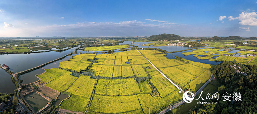 航拍镜头下，数千亩水稻田犹如一幅油画。人民网记者 苗子健摄