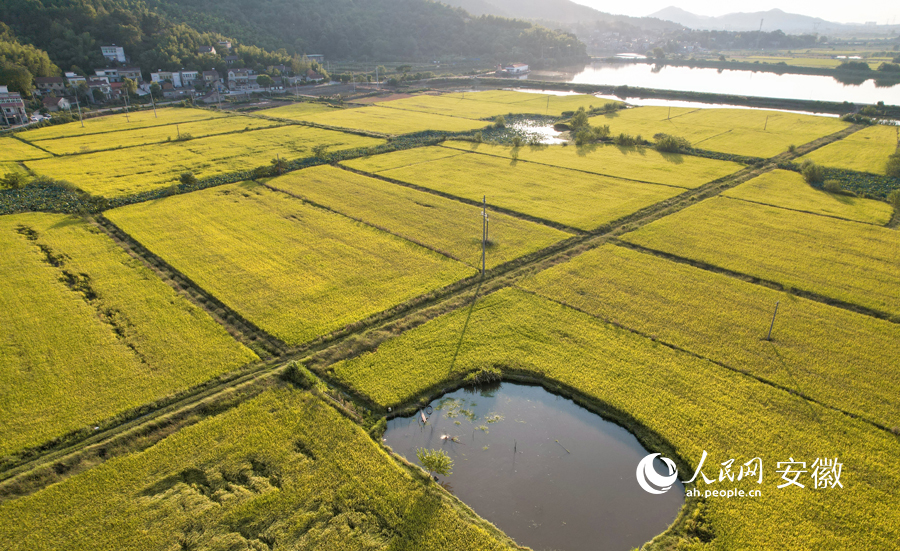 即将成熟的稻田，与周边村舍相映成趣。人民网记者 苗子健摄