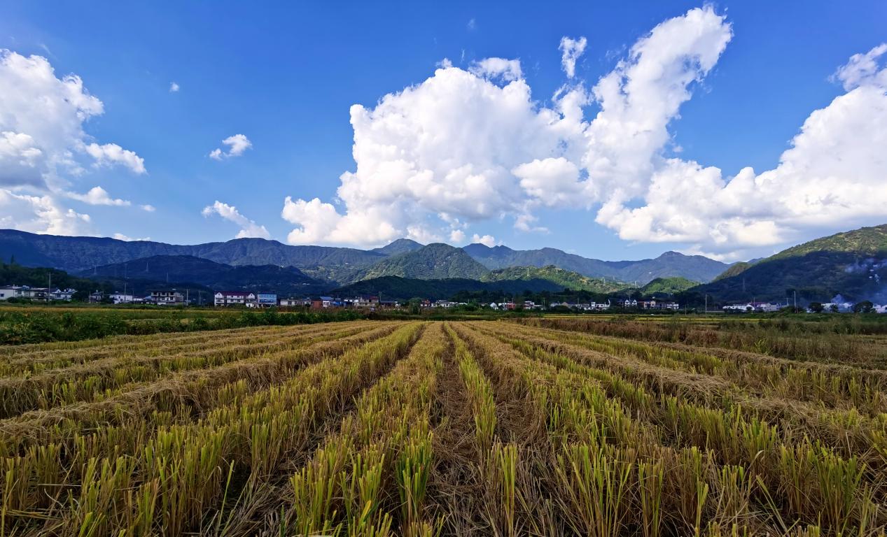 收割后的稻田，岳西县委宣传部供图