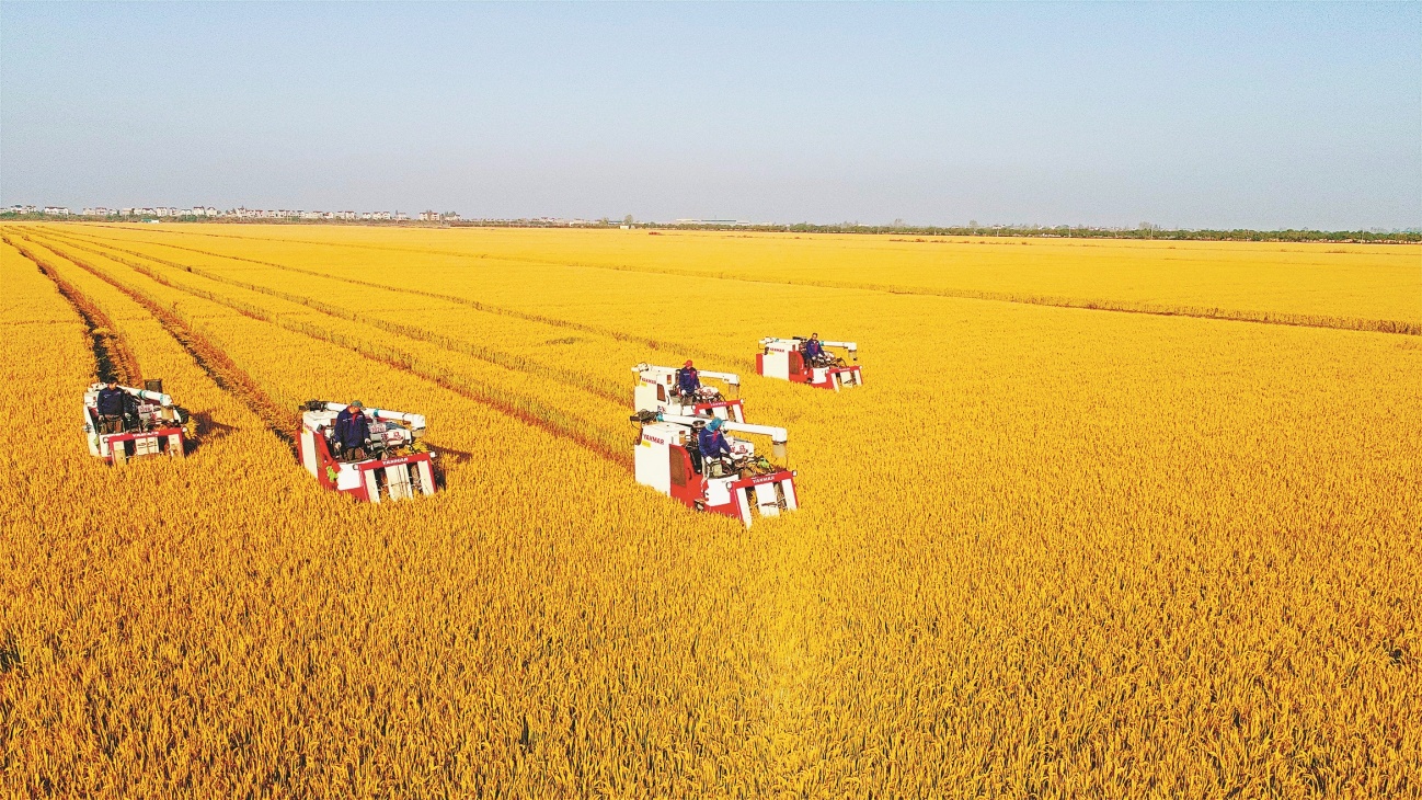 安徽盛农农业集团有限公司机械化收割场景。资料图片