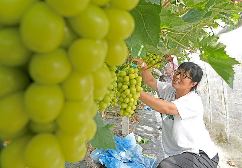 杨荣群在采摘丰收的葡萄。