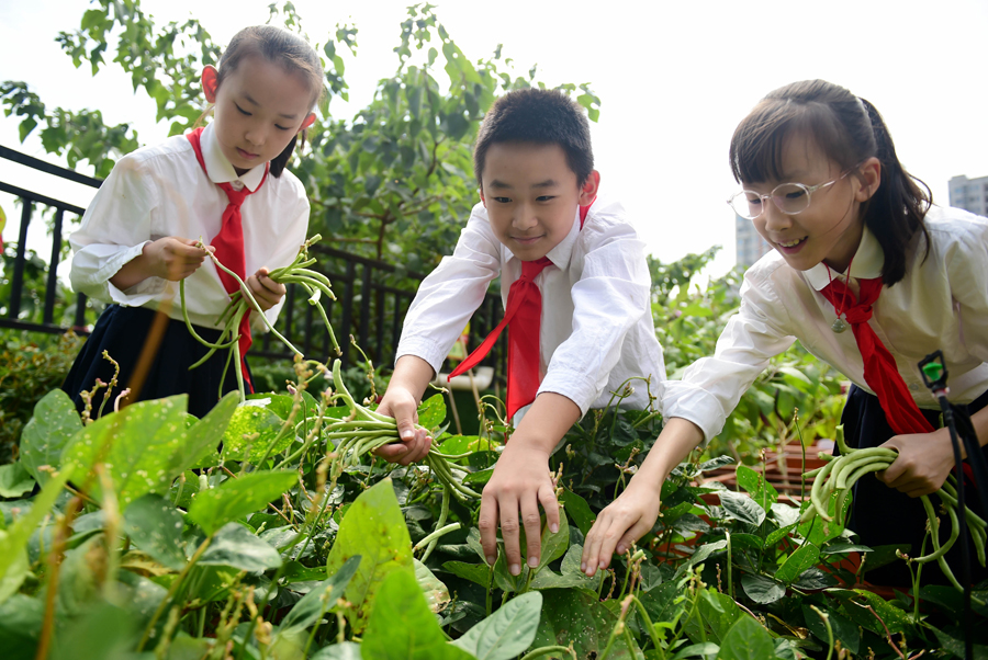 小学生在进行农作物的采摘。解琛摄