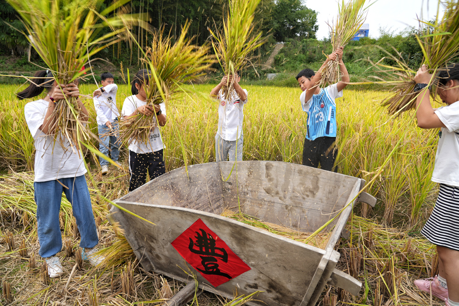 体验传统农耕打稻谷。程力摄