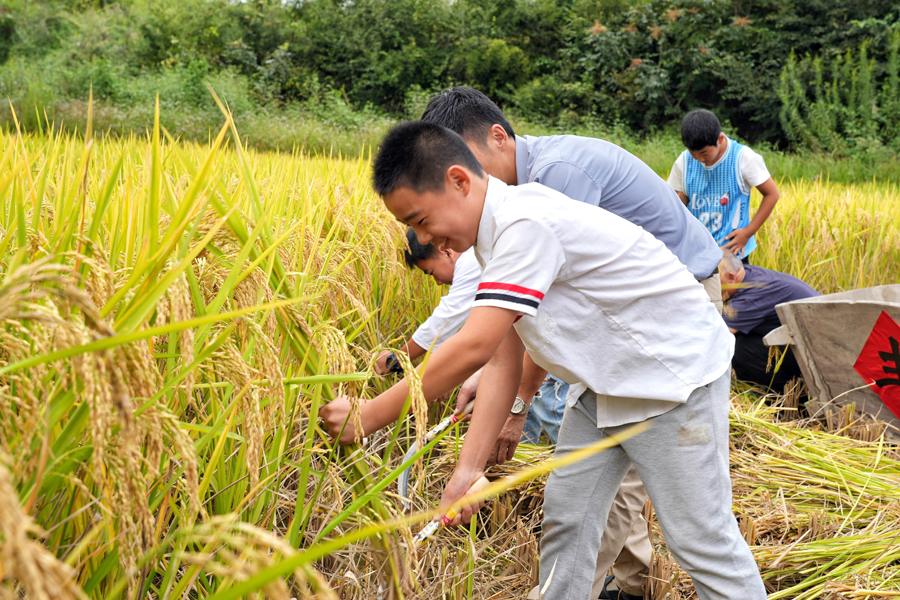 學生在老師的指導下割水稻。程力攝