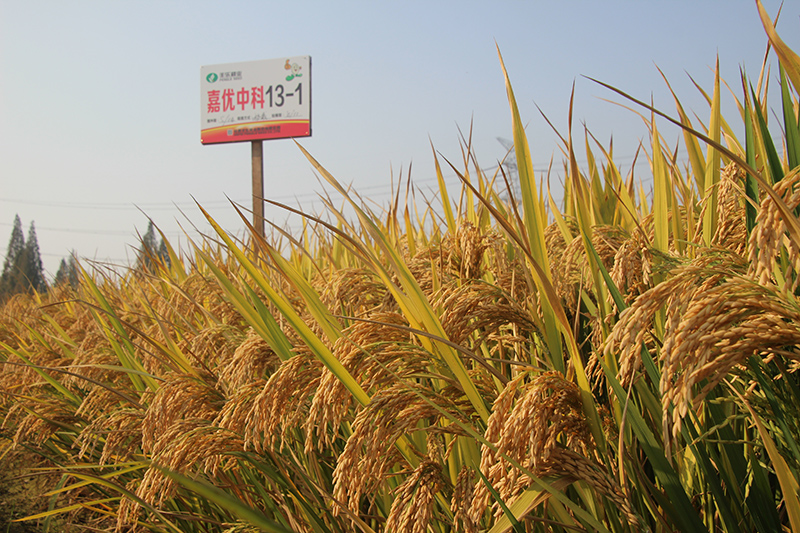 位于肥西塘南水稻基地的“嘉优中科13-1”水稻喜获丰收。陆曼玲摄