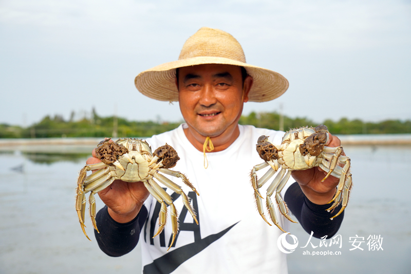 “養蟹達人”老陳和他的螃蟹。人民網 陳若天攝