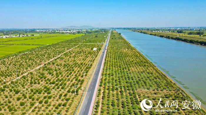 怀远县沿着茨淮新河种植的万亩石榴。人民网 陶涛摄