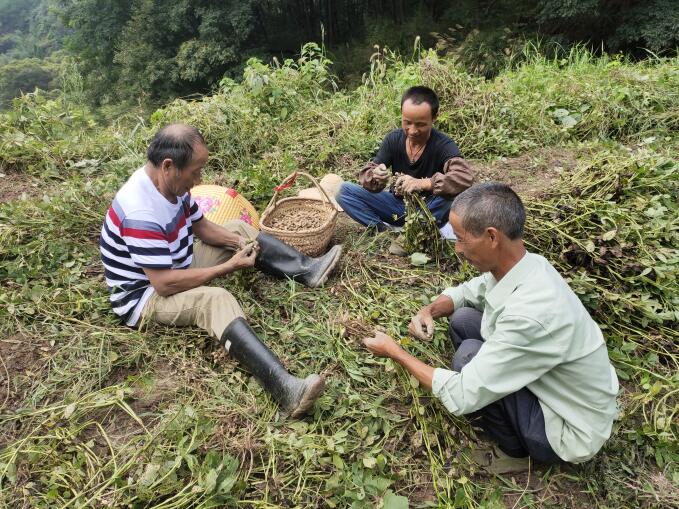 带动贫困户增收。王琪摄