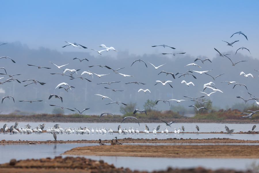 300多只国家二级保护动物白琵鹭以及普通鸬鹚和部分大雁飞抵东淠河畔。