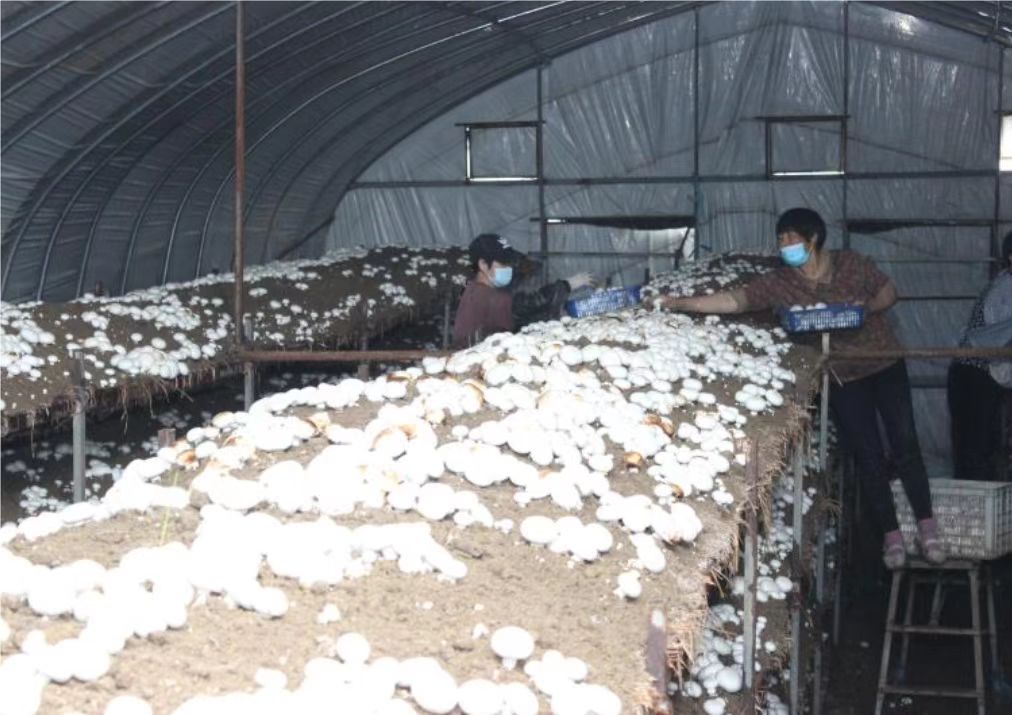 屏山镇食用菌基地，工人正在采摘双孢菇。单珊摄