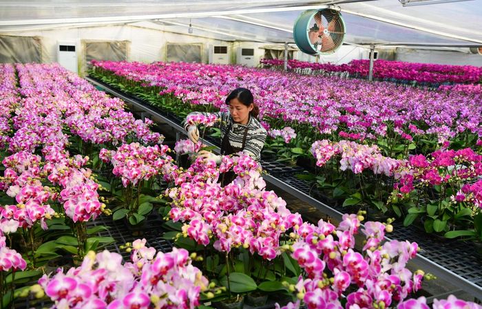 肥西县上派镇蝴蝶兰种植基地。肥宣供图