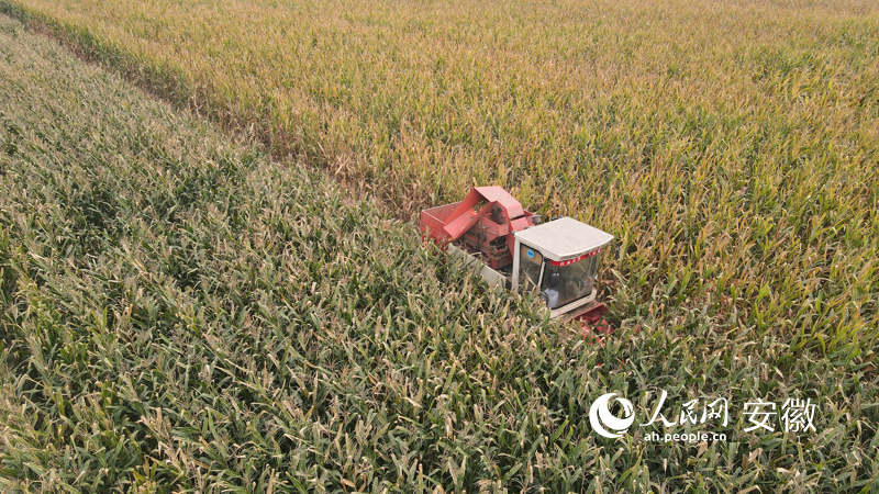 无人机拍摄种粮大户正在收割“一块田”里的玉米。人民网 王晓飞摄