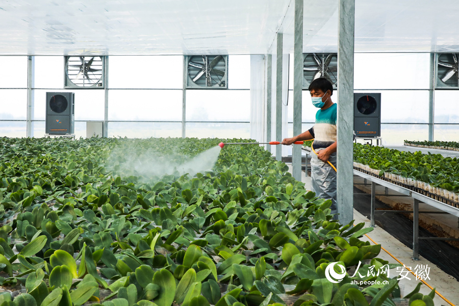 花艺师给蝴蝶兰幼苗施肥，为春节旺季做准备。人民网 陶涛摄
