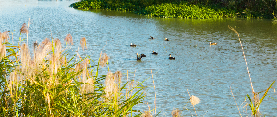 秋日傍晚，成群的野鸭在巢湖的芦苇荡内栖息觅食。