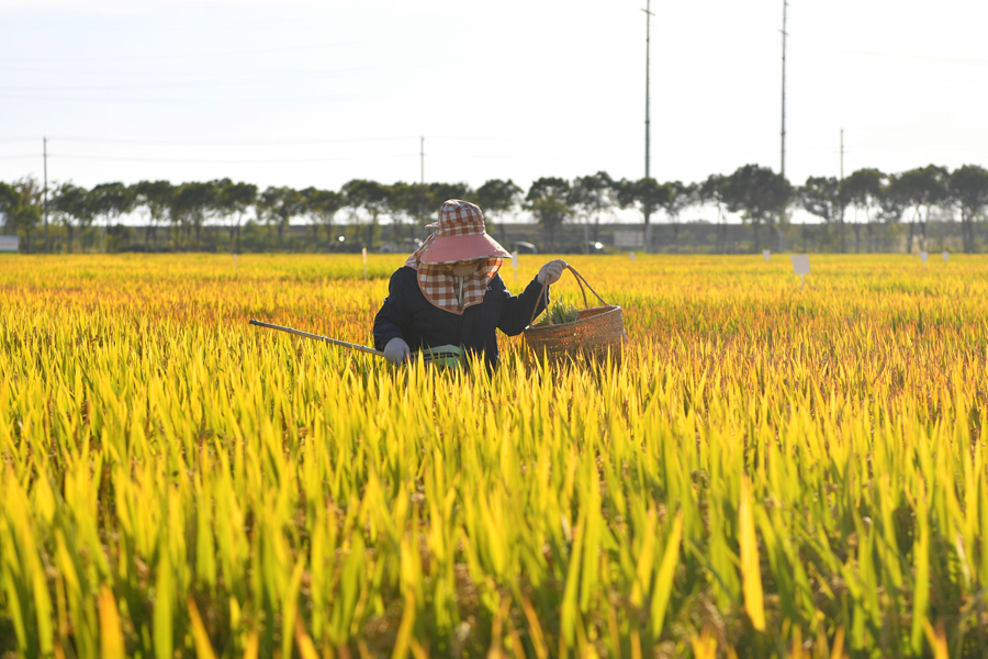 日前，位于牛角大圩的安徽省农科院水稻试验基地的水稻进入收获期，农技人员正在田间作业。