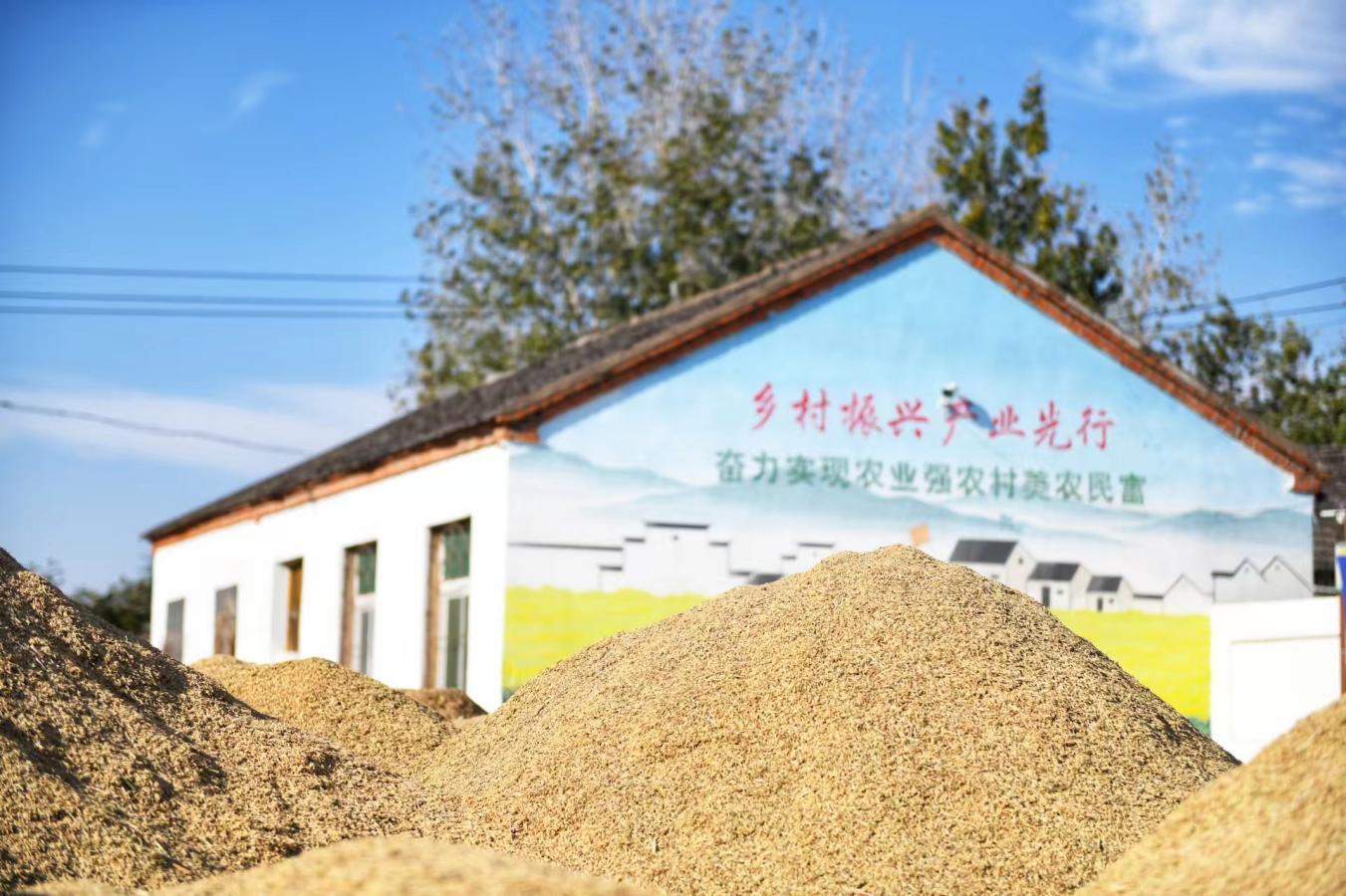 广场上金黄的稻谷堆成座座小山。秦龙供图