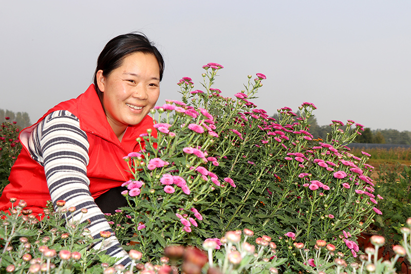 魏岗村王土庄种植的盆栽菊花。谯城区魏岗镇供图