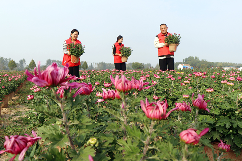 志愿者正在帮助农户收获盆栽菊花。魏岗镇供图